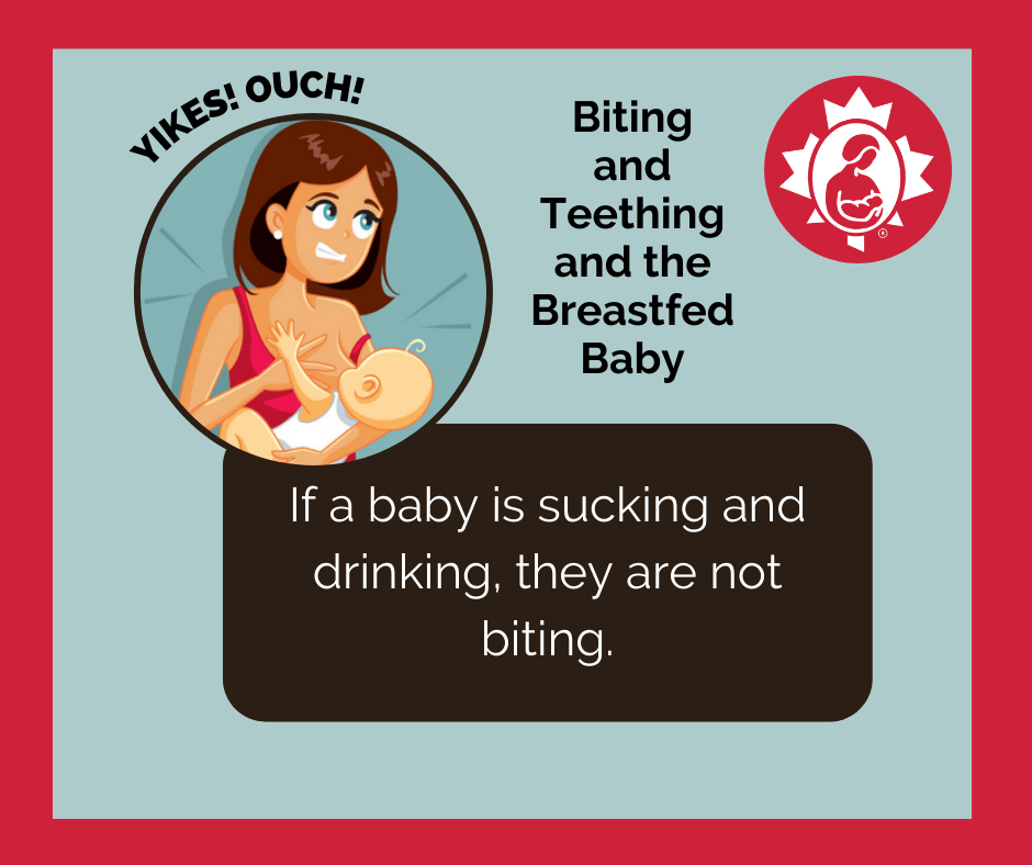 Biting and Teething and the Breastfed Baby La Leche League Canada Breastfeeding Support and
